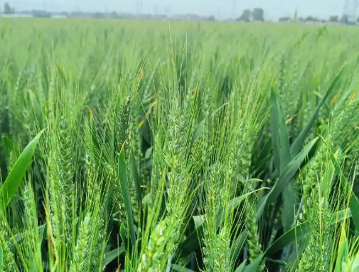 ca888亚洲城(中国)官方网站