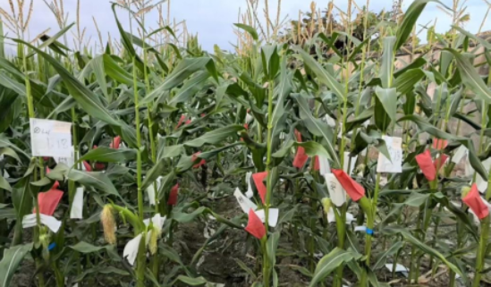 ca888亚洲城(中国)官方网站