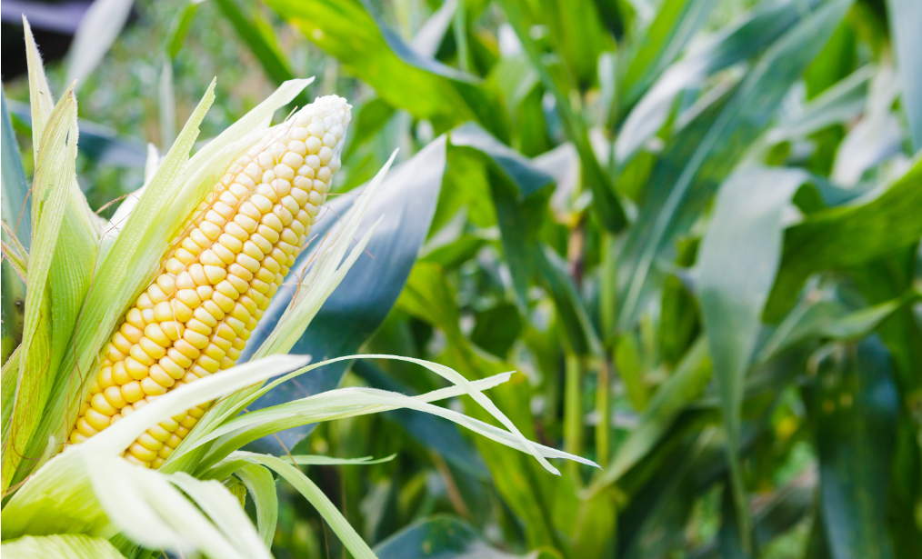 ca888亚洲城(中国)官方网站