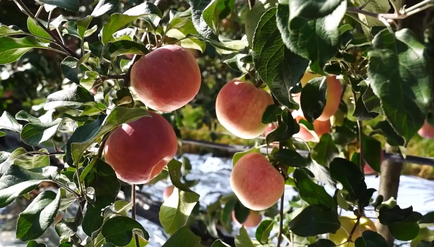 ca888亚洲城(中国)官方网站